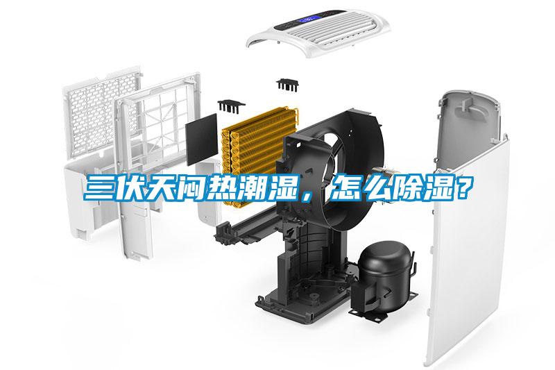 三伏天悶熱潮濕，怎么除濕？