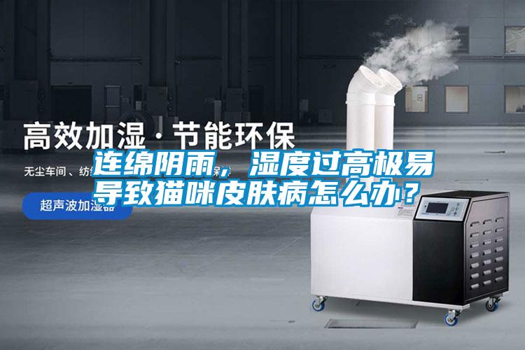 連綿陰雨，濕度過高極易導致貓咪皮膚病怎么辦？
