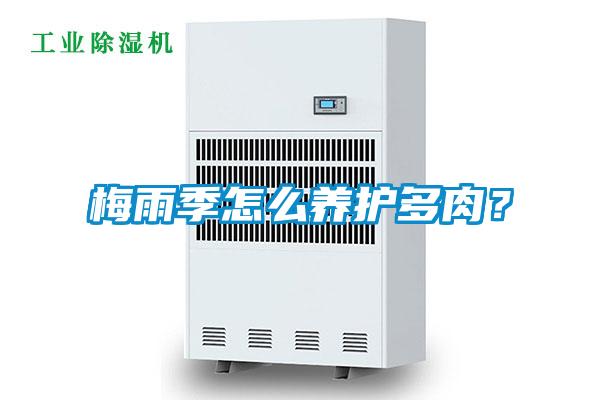 梅雨季怎么養護多肉？