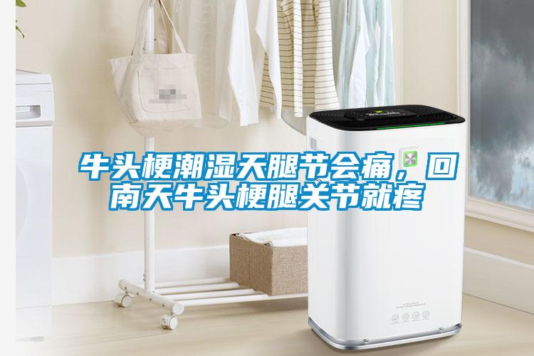 牛頭梗潮濕天腿節(jié)會痛，回南天牛頭梗腿關節(jié)就疼