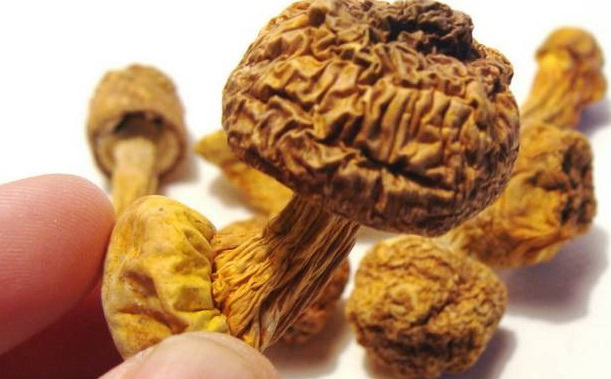 巴西菇、姬松茸烘干機-怎樣烘干色澤好且菇體褶片完整？